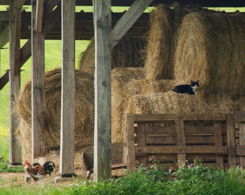 Barn Construction in Conroe, TX