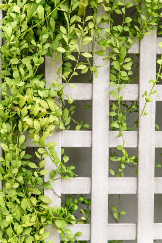 Fence Trellis Installation in Kansas City, KS
