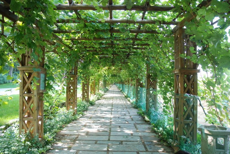Grape Trellis Installation in Wilmington, NC