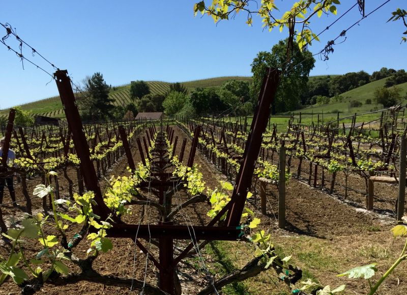 Vineyard Trellis Installation in Conroe, TX