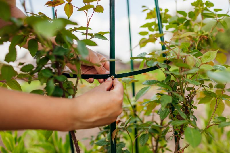 Grape Trellis Installation in Kansas City, KS