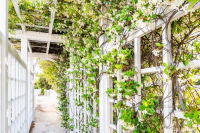 Grape Trellis Installation in Conroe, TX
