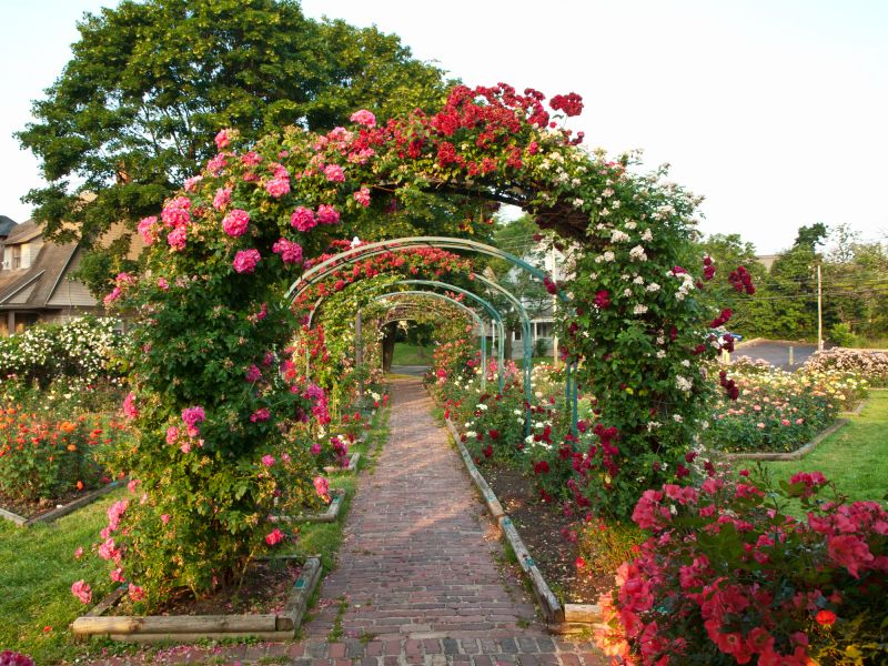 Rose Trellis Installation in Wilmington, NC