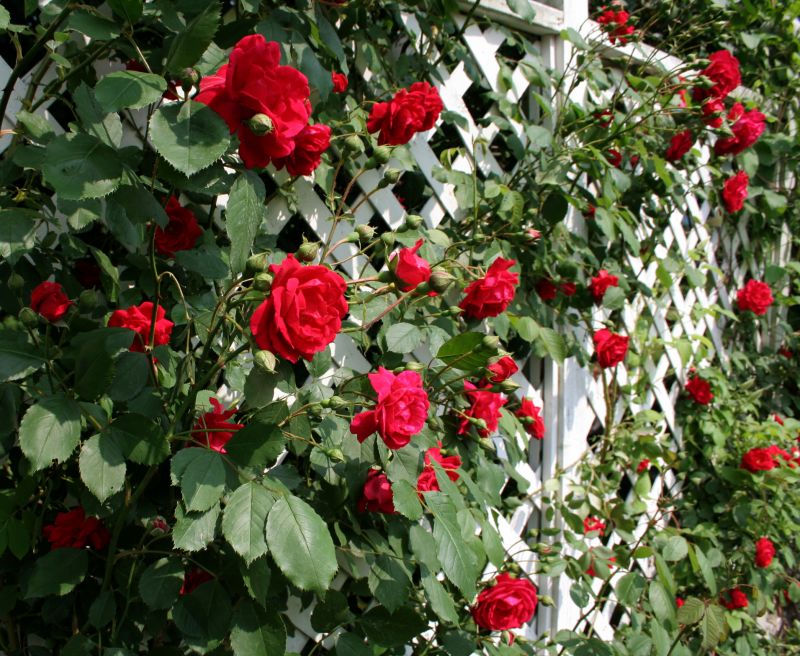 Rose Trellis Installation in Kansas City, KS