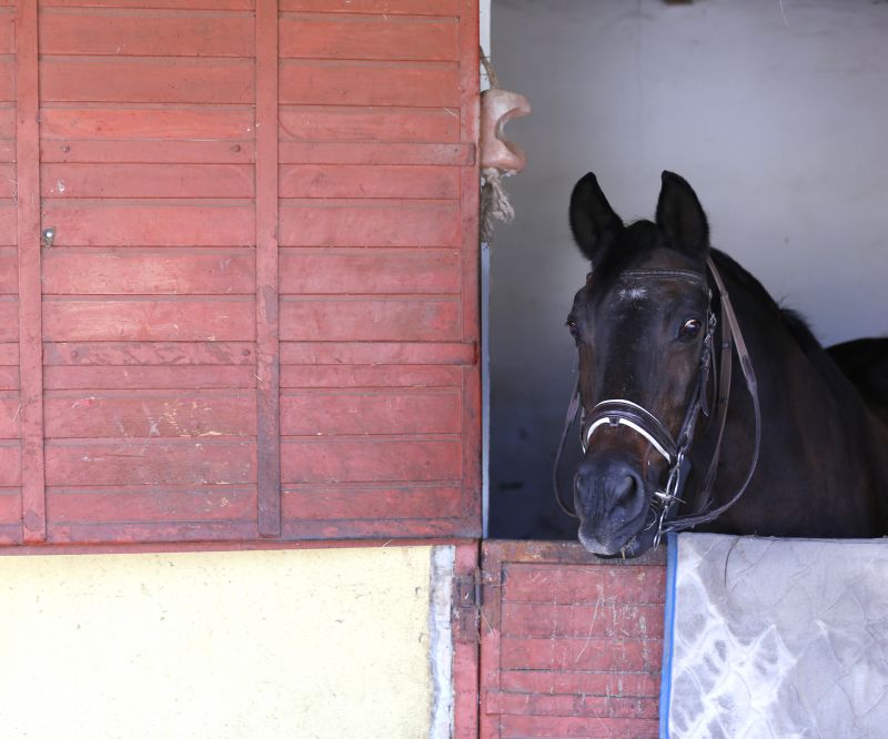 Stable Repair in Conroe, TX